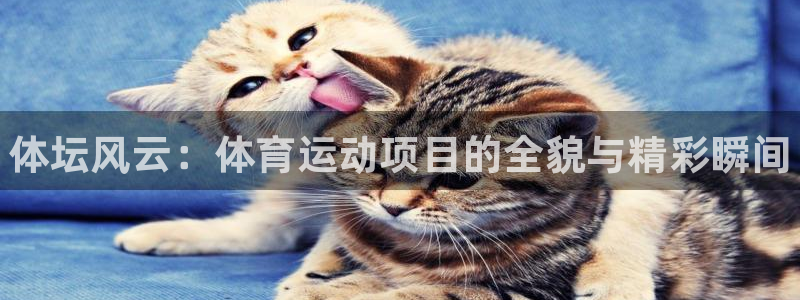 3377体育官网下载官方客服电话：体坛风云：体育运动项目的全