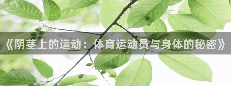3377体育是什么